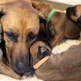 Rhodesian Ridgeback Puppies from Lyonnese Rhodesian Ridgebacks