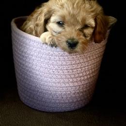 Cavapoo Puppies from Molly & Friends