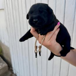 White - Black male Labrador Retriever puppy in At Henry, Ohio from Hickory Creek Labs