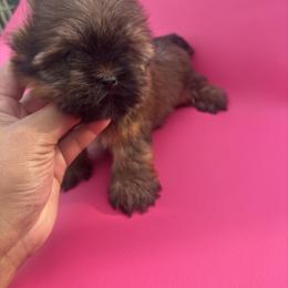 Gold Yorkie Princess - Black and gold female Yorkshire Terrier puppy in Tempe, Arizona from Perfect Puppies