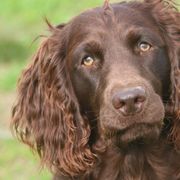 Boykin Spaniels and Labrador Retrievers from Triple Creek Kennel