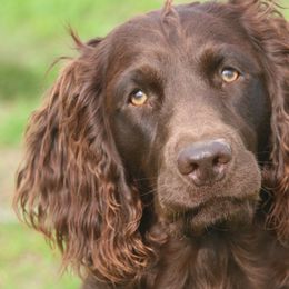 Boykin Spaniels and Labrador Retrievers from Triple Creek Kennel