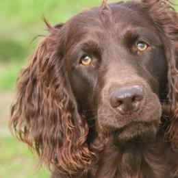 Boykin Spaniels and Labrador Retrievers from Triple Creek Kennel