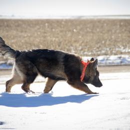 German Shepherd Puppies from Journey's German Shepherds (Kennel Vom Himmel)