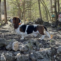 Tucker - Basset Hound