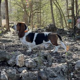 Tucker - Basset Hound