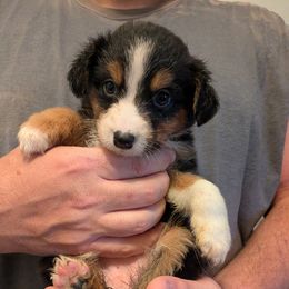 Aussiedoodle, Australian Shepherd, and Golden Retriever Puppies from Hope & Joy Acres