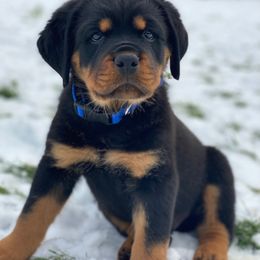 Rottweiler Puppies from Rose Red Rottweilers