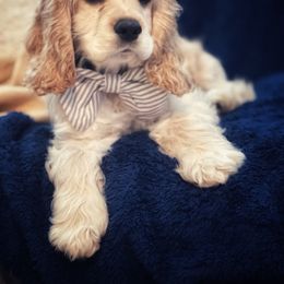 Cocker Spaniel All Grown Up from Joron Cockers