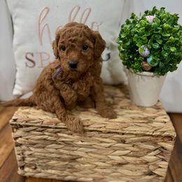 Purple collar - Red  Poodle puppy in Twin Lake, Michigan from Paige Wagenmaker