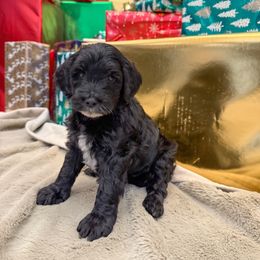 White - Black female Goldendoodle puppy in Tecumseh, Nebraska from Down South Doodles