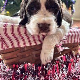 Shasta - Liver and white female English Springer Spaniel puppy in Huntingdon, Pennsylvania from Indian Creek Springers and Doxies