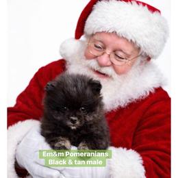 Black and tan - Black and tan male Pomeranian puppy in Kentucky from Em&M Pomeranians