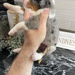 Chloe - Blue merle female Bernedoodle puppy in Holtwood, Pennsylvania from Country Ridge Puppies