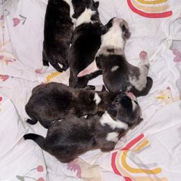 American Corgi Puppies from 5H Corgis