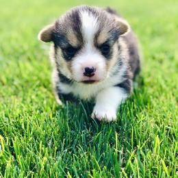 Miniature Australian Shepherd, Pembroke Welsh Corgi, and Toy Australian Shepherd Puppies from Spring Creek Aussies + Corgis
