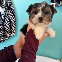 Noel - Parti male Yorkshire Terrier puppy in Illinois from Pretty Little Yorkies