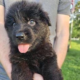 Meadow - Black female German Shepherd puppy in Columbus, Indiana from Stony Lonesome GSD