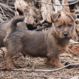 Australian Terrier Puppies from Temora Australian Terriers