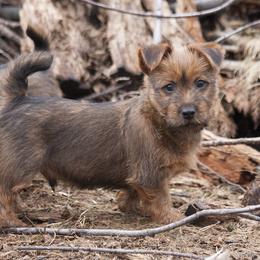 Australian Terrier Puppies from Temora Australian Terriers