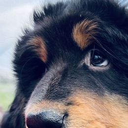 Tibetan Mastiffs from Larry Breece's Tibetan Mastiffs