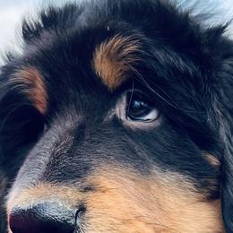Tibetan Mastiffs from Larry Breece's Tibetan Mastiffs