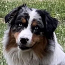 Australian Shepherds from Little Elder Creek Australian Shepherds