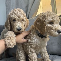 ted - Goldendoodle
