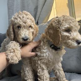 ted - Goldendoodle