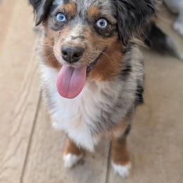 Maeve - Miniature Australian Shepherd