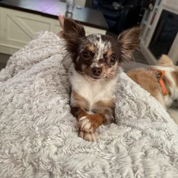 Coco Chanel - Chihuahua