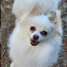 Lighta - Cream parti female Pomeranian puppy in Weatherford, Texas from Jeweled Poms