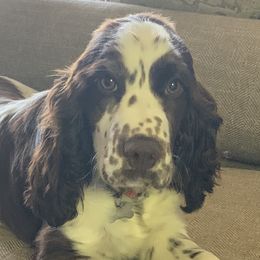 Dolly - English Springer Spaniel