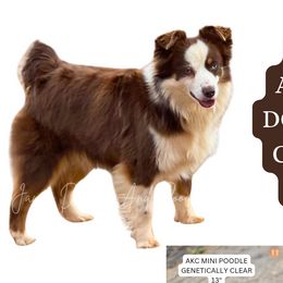 Maizir - Miniature Australian Shepherd