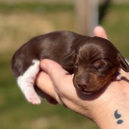 Windy - Girl 1 - Piebald female Dachshund puppy in London, Kentucky from Steele Half Acre Homestead