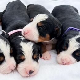 Girl 3 - Black rust and white female Bernese Mountain Dog puppy in Sugarcreek, Ohio from Angel Valley Berners