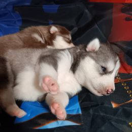 Boy 2 - Black and white male Alaskan Malamute puppy in Smyrna, New York from Enchanted Dreams Alaskan Malamutes