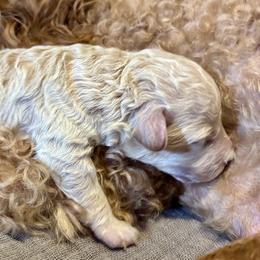 Cavapoo, Cockapoo, Goldendoodle, and Maltipoo Puppies from Perdue Puppies