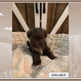 "Available Liver Boy 6/21/23" Miniature Schnauzer Puppies from Magnolia Schnauzers