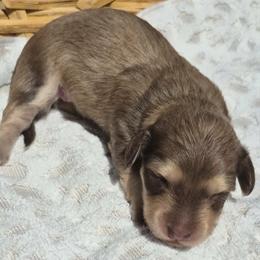 Harvest AKC Chocolate shaded cream longhaired mini dachshund - Chocolate and cream female Dachshund puppy in Las Cruces, New Mexico from The Dachshund Den