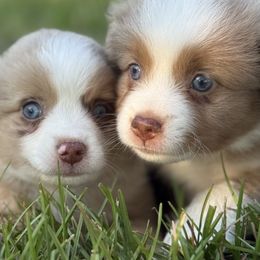 Toy Australian Shepherd puppies from South Paw Toy Aussies