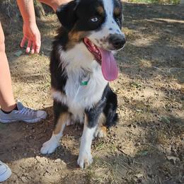 Australian Shepherd All Grown Up from Small Town Australian Shepherds