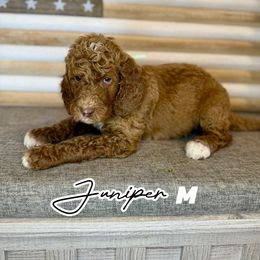 Juniper - Apricot male Goldendoodle puppy in Houston, Texas from Golden Life Doodles