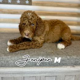 Juniper - Apricot male Goldendoodle puppy in Houston, Texas from Golden Life Doodles