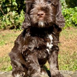 Owl - Sable male Goldendoodle puppy in Hendersonville, North Carolina from Kim's Cove