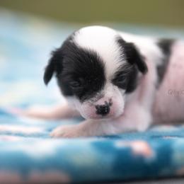 Blossom - White and black female Chinese Crested puppy in Kentucky from Qilin Chinese Crested