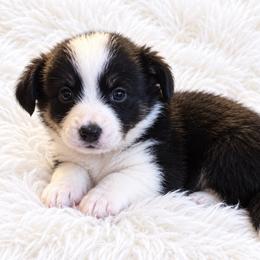 Pearl - Black and white female Cardigan Welsh Corgi puppy in Kerens, West Virginia from Leather & Lace