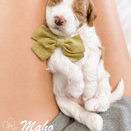 Maho - Parti male Goldendoodle puppy in Van Alstyne, Texas from Forest Haven Doodle Co.