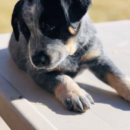Australian Cattle Dog Puppies from Christensen Heelers