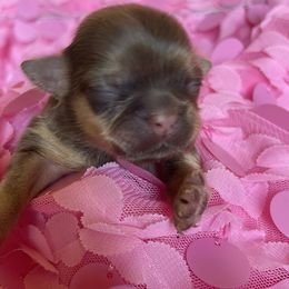 Shih Tzu Puppies from Monica Sauceda